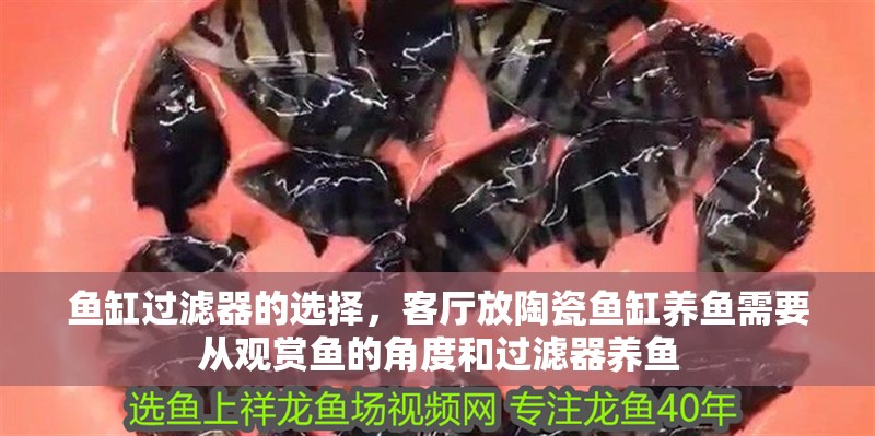 魚缸過濾器的選擇，客廳放陶瓷魚缸養魚需要從觀賞魚的角度和過濾器養魚 魚缸過濾器的選擇，客廳放陶瓷魚缸養魚需要從觀賞魚的角度和過濾器養魚 觀賞魚百科