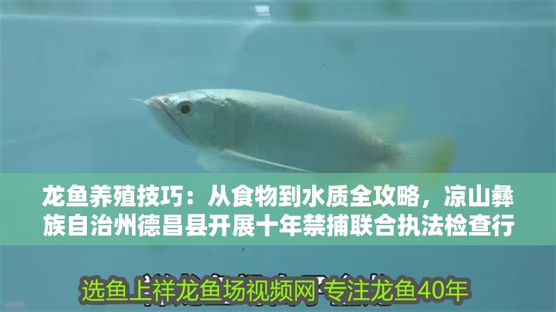 龍魚養殖技巧：從食物到水質全攻略，涼山彝族自治州德昌縣開展十年禁捕聯合執法檢查行動