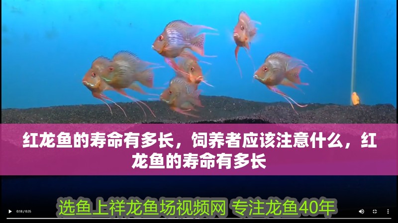紅龍魚的壽命有多長，飼養者應該注意什么，紅龍魚的壽命有多長