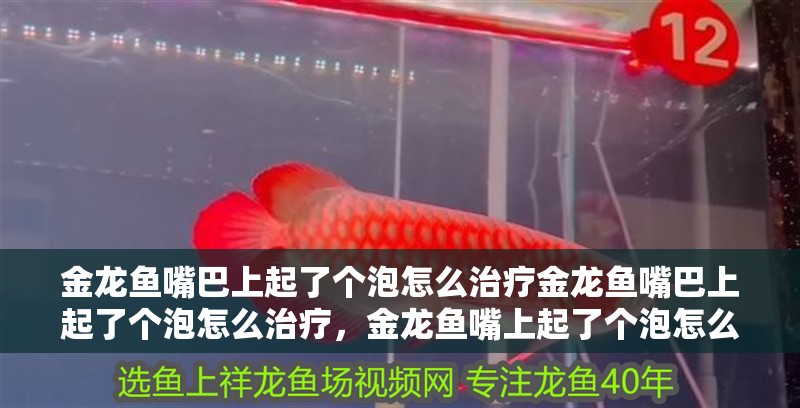 金龍魚嘴巴上起了個泡怎么治療金龍魚嘴巴上起了個泡怎么治療，金龍魚嘴上起了個泡怎么治療
