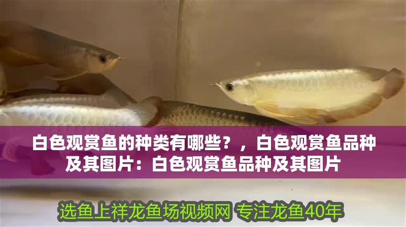 白色觀賞魚的種類有哪些？，白色觀賞魚品種及其圖片：白色觀賞魚品種及其圖片