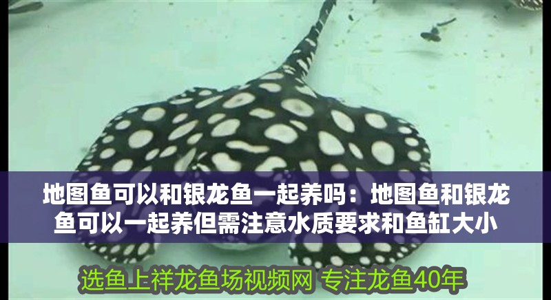 地圖魚可以和銀龍魚一起養嗎：地圖魚和銀龍魚可以一起養但需注意水質要求和魚缸大小