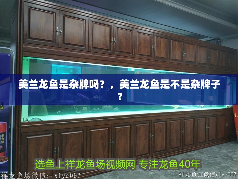 美蘭龍魚是雜牌嗎？，美蘭龍魚是不是雜牌子？