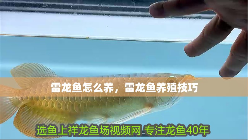 雷龍魚怎么養，雷龍魚養殖技巧
