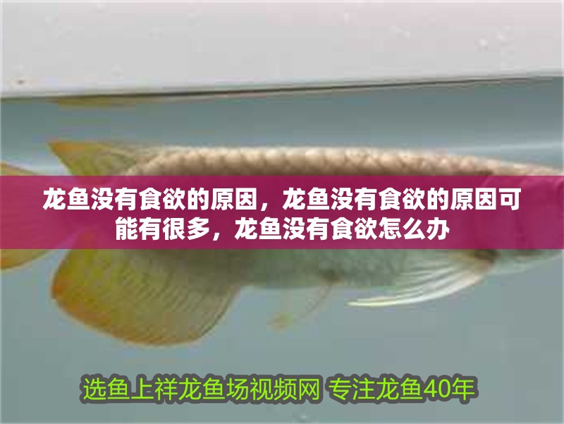龍魚沒有食欲的原因，龍魚沒有食欲的原因可能有很多，龍魚沒有食欲怎么辦 龍魚沒有食欲的原因，龍魚沒有食欲的原因可能有很多，龍魚沒有食欲怎么辦 觀賞魚百科 第2張