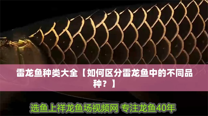 雷龍魚種類大全【如何區分雷龍魚中的不同品種？】