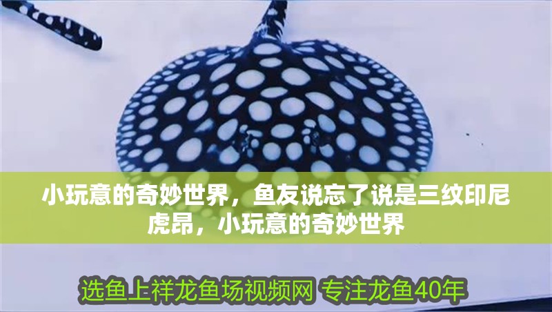 小玩意的奇妙世界，魚友說忘了說是三紋印尼虎昂，小玩意的奇妙世界