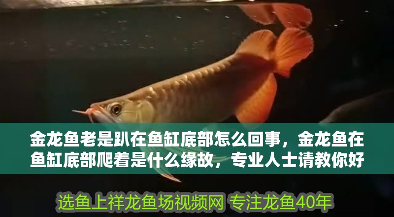 金龍魚老是趴在魚缸底部怎么回事，金龍魚在魚缸底部爬著是什么緣故，專業人士請教你好
