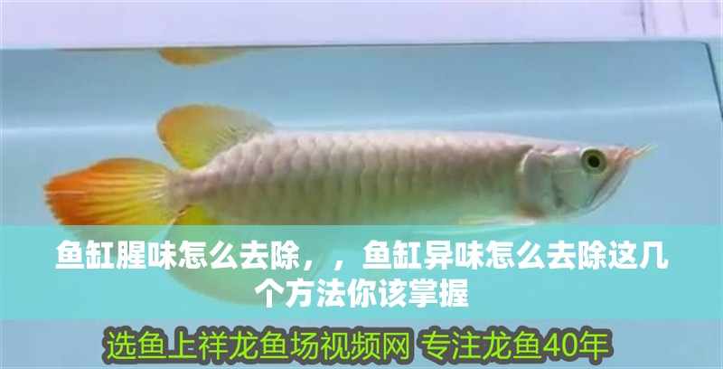 魚缸腥味怎么去除，，魚缸異味怎么去除這幾個方法你該掌握