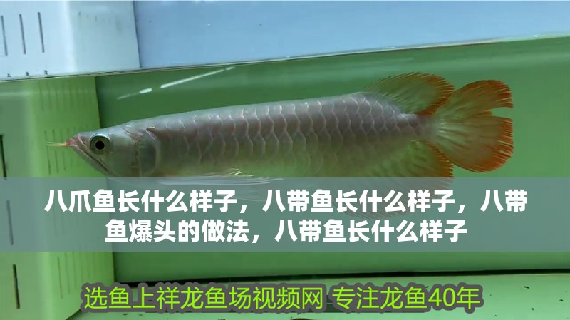 八爪魚長什么樣子，八帶魚長什么樣子，八帶魚爆頭的做法，八帶魚長什么樣子