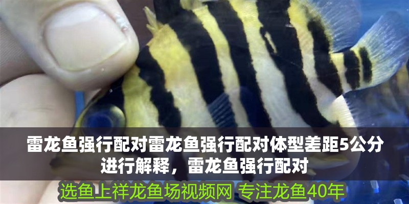 雷龍魚強行配對雷龍魚強行配對體型差距5公分進行解釋，雷龍魚強行配對