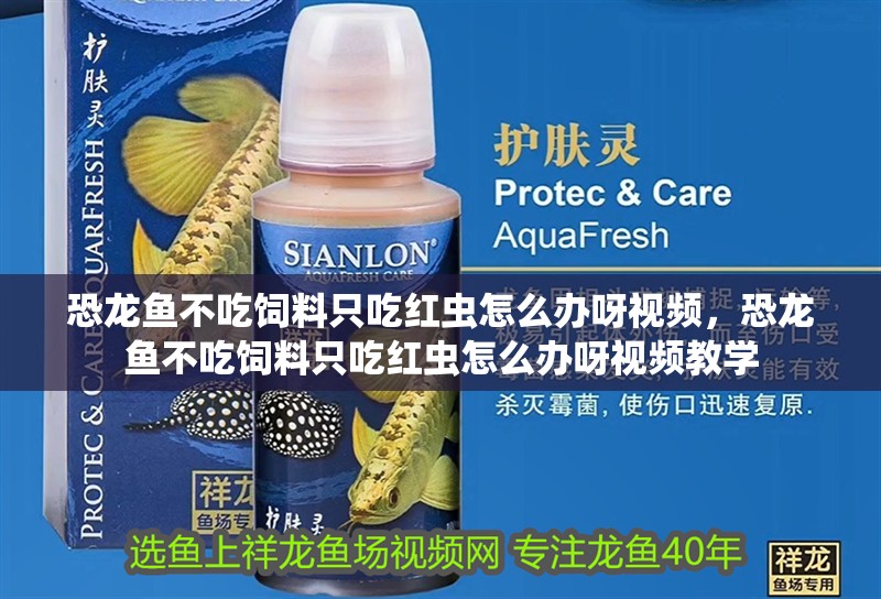恐龍魚不吃飼料只吃紅蟲怎么辦呀視頻，恐龍魚不吃飼料只吃紅蟲怎么辦呀視頻教學