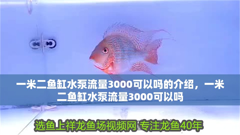 一米二魚缸水泵流量3000可以嗎的介紹，一米二魚缸水泵流量3000可以嗎