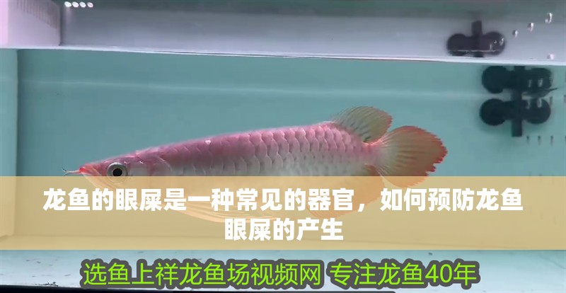 龍魚的眼屎是一種常見的器官，如何預防龍魚眼屎的產生