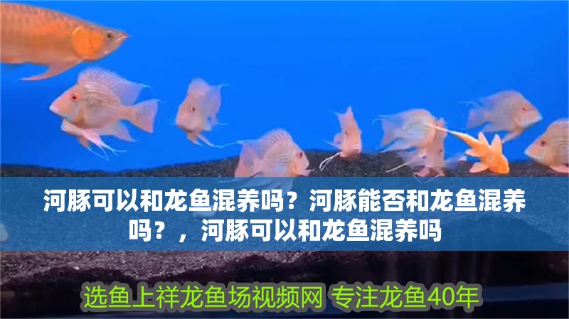 河豚可以和龍魚混養(yǎng)嗎？河豚能否和龍魚混養(yǎng)嗎？，河豚可以和龍魚混養(yǎng)嗎