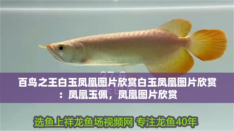 百鳥之王白玉鳳凰圖片欣賞白玉鳳凰圖片欣賞：鳳凰玉佩，鳳凰圖片欣賞