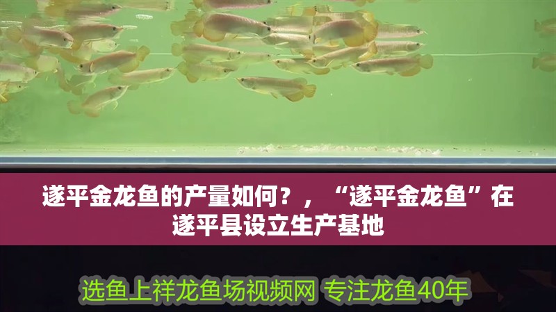 遂平金龍魚的產量如何？，“遂平金龍魚”在遂平縣設立生產基地