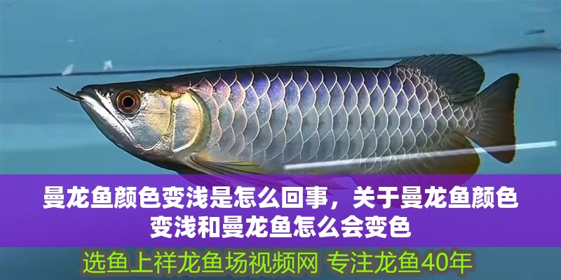 曼龍魚顏色變淺是怎么回事，關(guān)于曼龍魚顏色變淺和曼龍魚怎么會變色