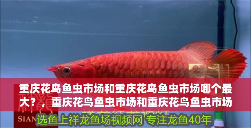 重慶花鳥魚蟲市場和重慶花鳥魚蟲市場哪個最大？，重慶花鳥魚蟲市場和重慶花鳥魚蟲市場和重慶花鳥魚蟲市場哪個最大