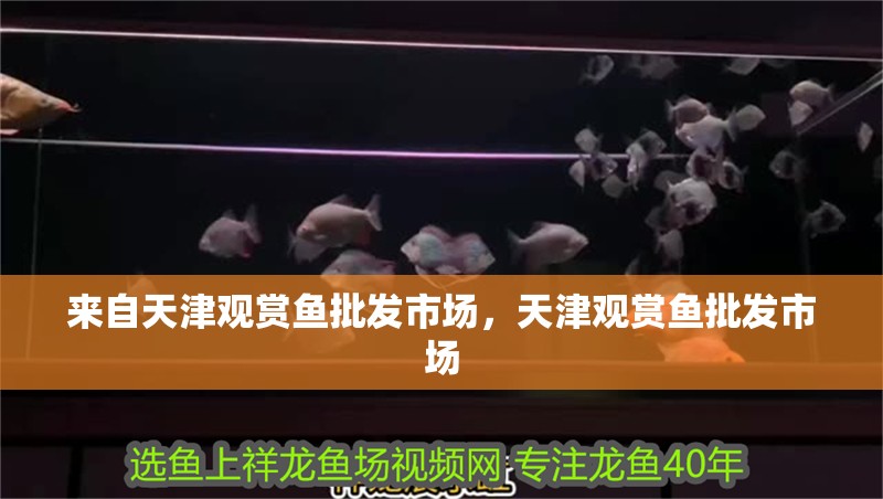 來自天津觀賞魚批發市場，天津觀賞魚批發市場