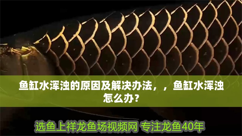魚缸水渾濁的原因及解決辦法，，魚缸水渾濁怎么辦？