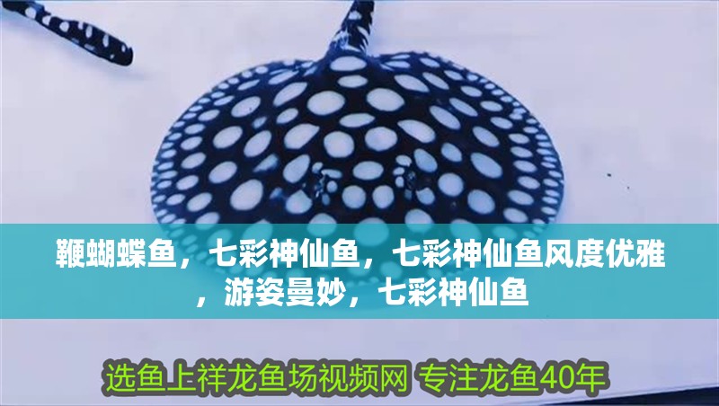 鞭蝴蝶魚(yú)，七彩神仙魚(yú)，七彩神仙魚(yú)風(fēng)度優(yōu)雅，游姿曼妙，七彩神仙魚(yú)