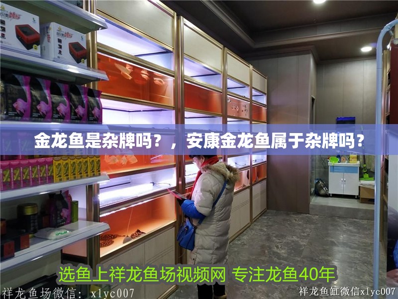 金龍魚是雜牌嗎？，安康金龍魚屬于雜牌嗎？