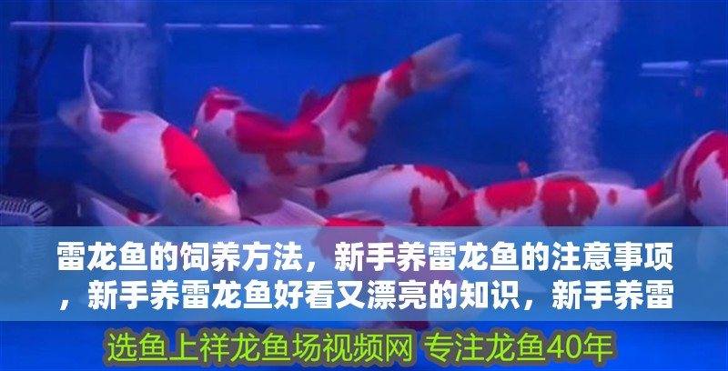 雷龍魚的飼養方法，新手養雷龍魚的注意事項，新手養雷龍魚好看又漂亮的知識，新手養雷龍魚好看又漂亮