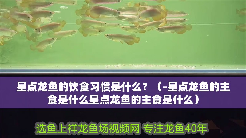 星點龍魚的飲食習慣是什么？（-星點龍魚的主食是什么星點龍魚的主食是什么）