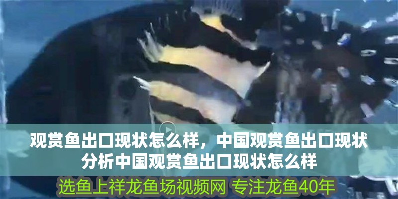 觀賞魚出口現狀怎么樣，中國觀賞魚出口現狀分析中國觀賞魚出口現狀怎么樣