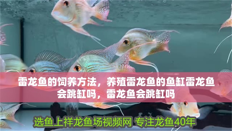 雷龍魚的飼養方法，養殖雷龍魚的魚缸雷龍魚會跳缸嗎，雷龍魚會跳缸嗎
