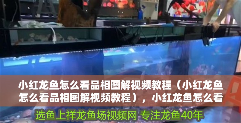 小紅龍魚怎么看品相圖解視頻教程（小紅龍魚怎么看品相圖解視頻教程），小紅龍魚怎么看及相關信息