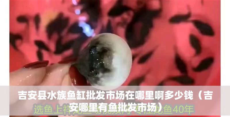 吉安縣水族魚缸批發市場在哪里啊多少錢（吉安哪里有魚批發市場）