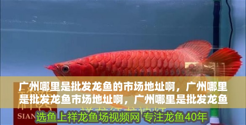 廣州哪里是批發龍魚的市場地址啊，廣州哪里是批發龍魚市場地址啊，廣州哪里是批發龍魚的市場地址啊