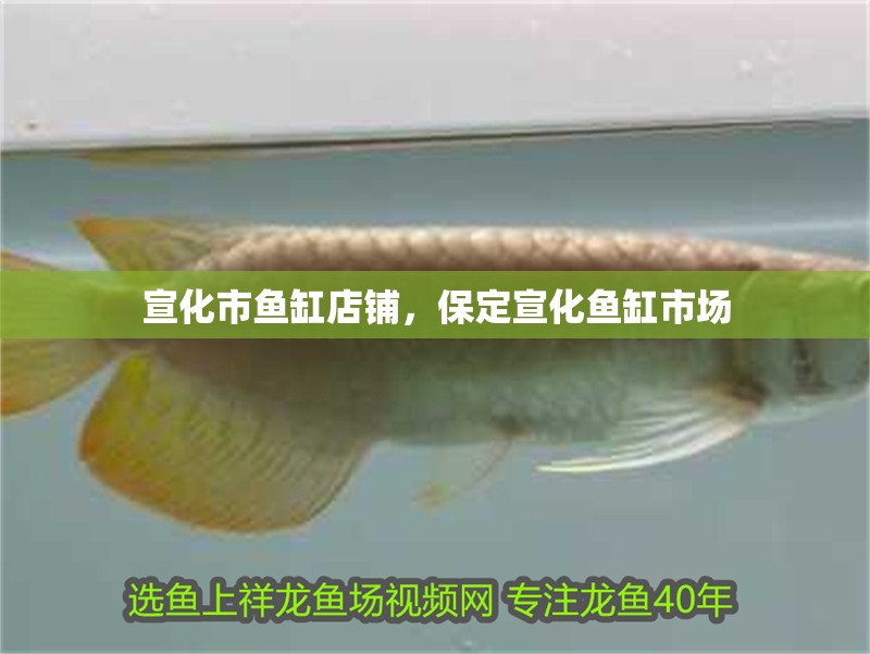 宣化市魚缸店鋪，<strong><mark>保定</mark></strong>宣化魚缸市場