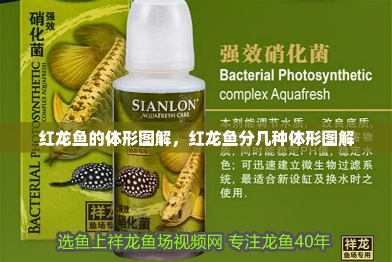紅龍魚的體形圖解，紅龍魚分幾種體形圖解