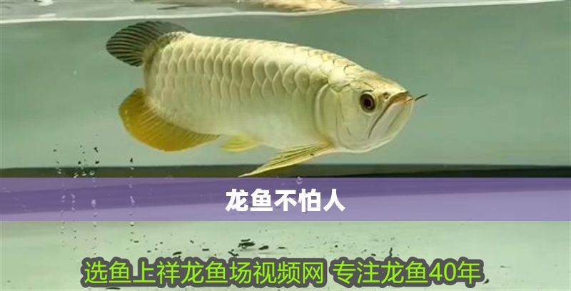 龍魚不怕人