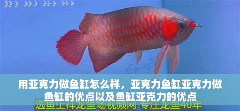 用亞克力做魚缸怎么樣，亞克力魚缸亞克力做魚缸的優(yōu)點(diǎn)以及魚缸亞克力的優(yōu)點(diǎn)