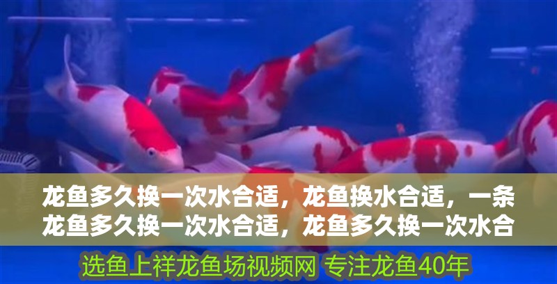 龍魚多久換一次水合適，龍魚換水合適，一條龍魚多久換一次水合適，龍魚多久換一次水合適