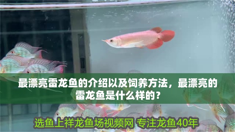 最漂亮雷龍魚的介紹以及飼養(yǎng)方法，最漂亮的雷龍魚是什么樣的？