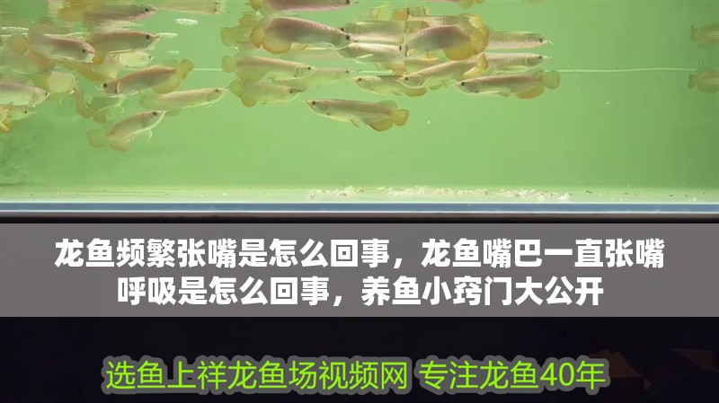 龍魚頻繁張嘴是怎么回事，龍魚嘴巴一直張嘴呼吸是怎么回事，養(yǎng)魚小竅門大公開
