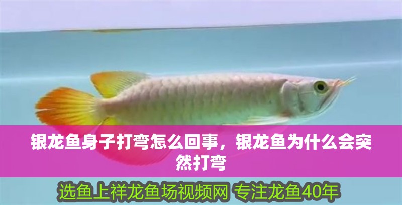 銀龍魚身子打彎怎么回事，銀龍魚為什么會突然打彎