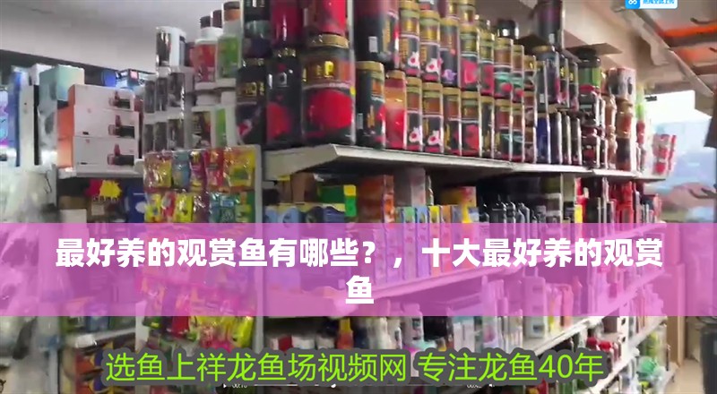 最好養(yǎng)的觀賞魚有哪些？，十大最好養(yǎng)的觀賞魚