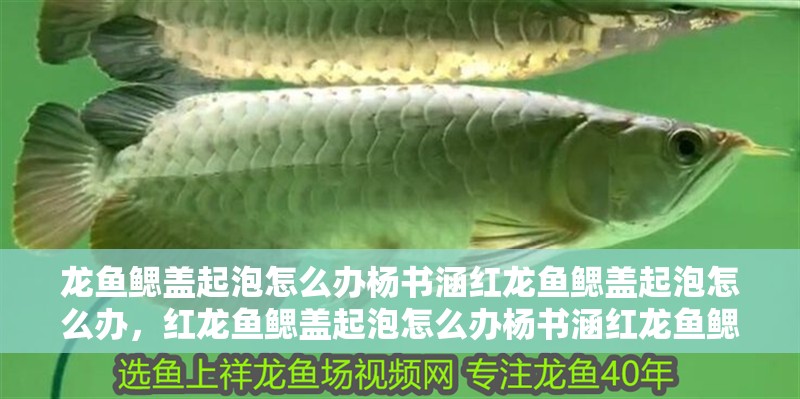 龍魚(yú)鰓蓋起泡怎么辦楊書(shū)涵紅龍魚(yú)鰓蓋起泡怎么辦，紅龍魚(yú)鰓蓋起泡怎么辦楊書(shū)涵紅龍魚(yú)鰓蓋起泡怎么辦