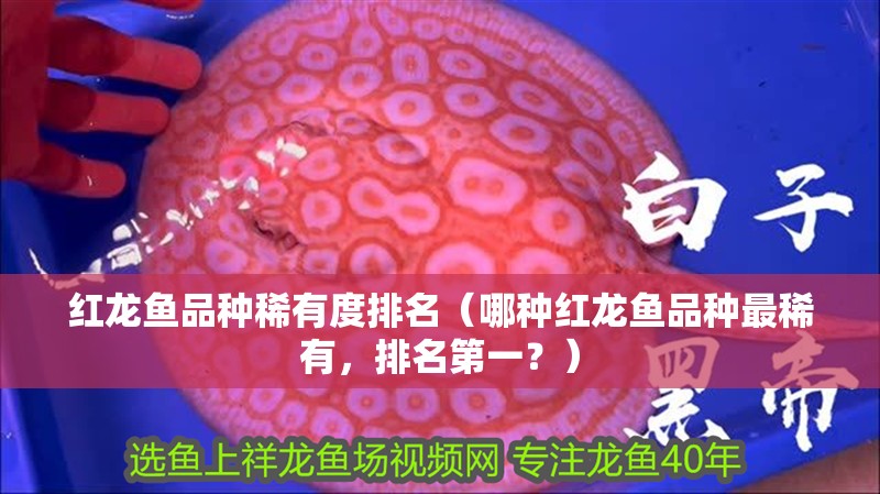 紅龍魚品種稀有度排名（哪種紅龍魚品種最稀有，排名第一？）