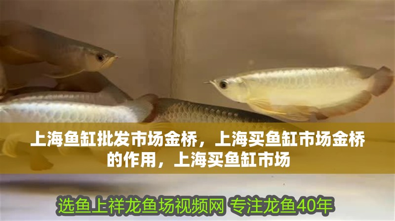 上海魚缸批發(fā)市場金橋，上海買魚缸市場金橋的作用，上海買魚缸市場