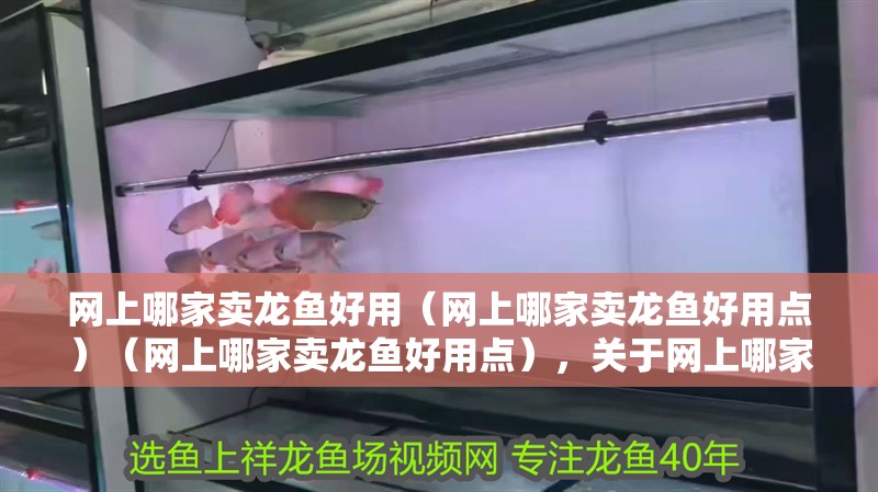 網(wǎng)上哪家賣龍魚好用（網(wǎng)上哪家賣龍魚好用點(diǎn)）（網(wǎng)上哪家賣龍魚好用點(diǎn)），關(guān)于網(wǎng)上哪家賣龍魚好用的介紹 網(wǎng)上哪家賣龍魚好用（網(wǎng)上哪家賣龍魚好用點(diǎn)）（網(wǎng)上哪家賣龍魚好用點(diǎn)），關(guān)于網(wǎng)上哪家賣龍魚好用的介紹 觀賞魚百科 第2張