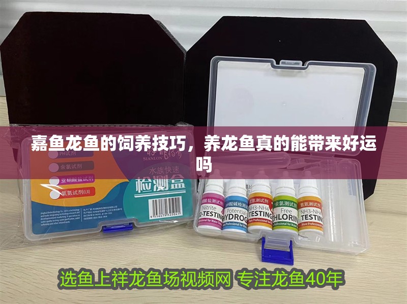 嘉魚龍魚的飼養(yǎng)技巧，養(yǎng)龍魚真的能帶來好運嗎