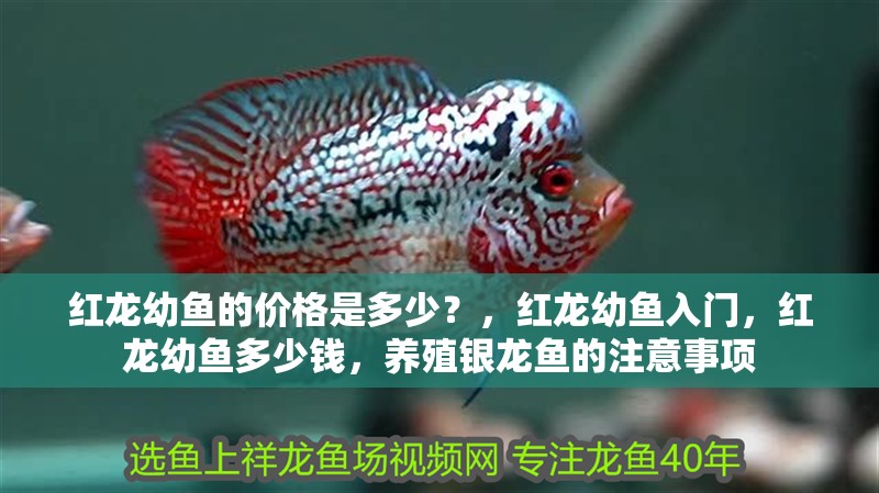 紅龍幼魚的價(jià)格是多少？，紅龍幼魚入門，紅龍幼魚多少錢，養(yǎng)殖銀龍魚的注意事項(xiàng)