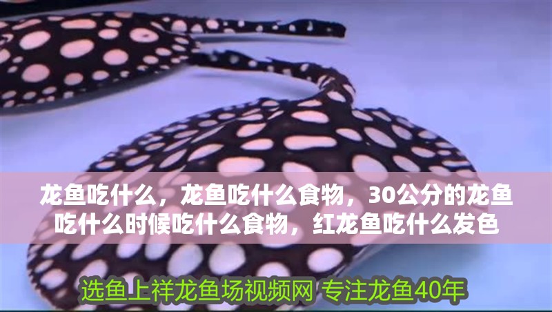 龍魚吃什么，龍魚吃什么食物，30公分的龍魚吃什么時候吃什么食物，紅龍魚吃什么發色